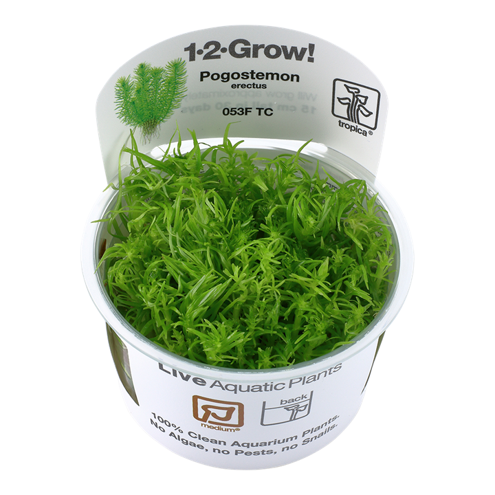 Tropica Pogostemon Erectus - 1-2-Grow!