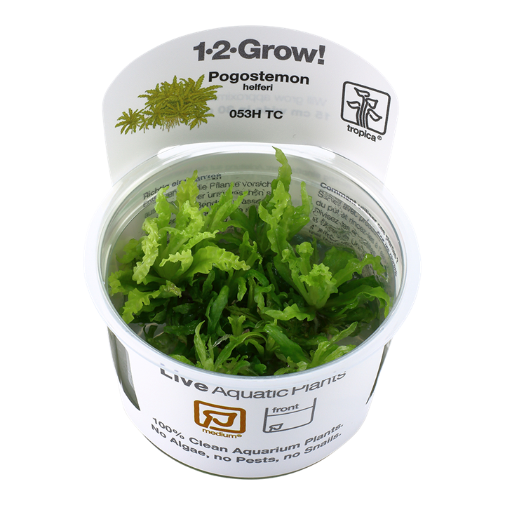 Tropica Pogostemon Helferi - 1-2-Grow!