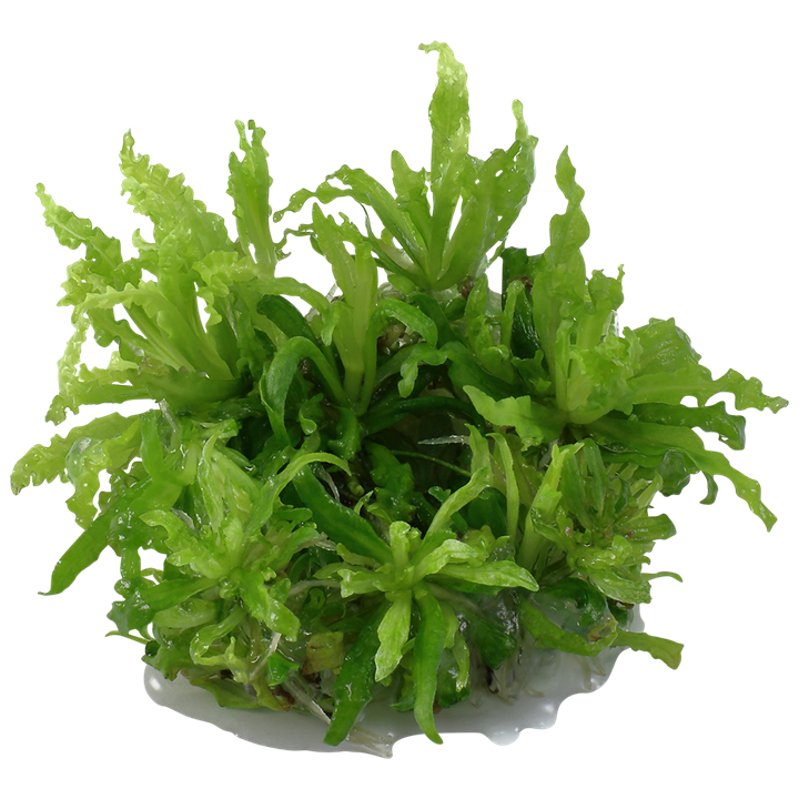 Tropica Pogostemon Helferi - 1-2-Grow!
