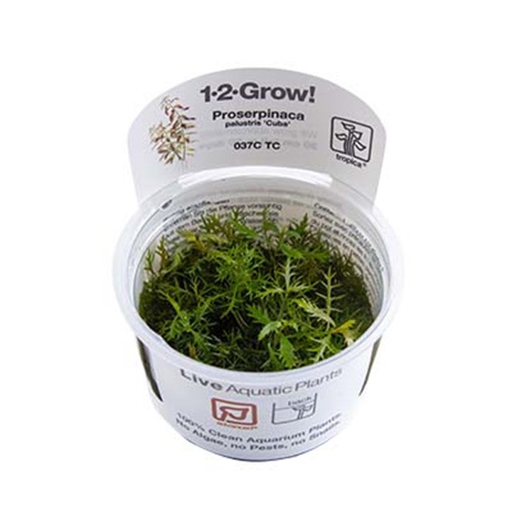 Tropica Proserpinaca Palustris 'Cuba' - 1-2-Grow!