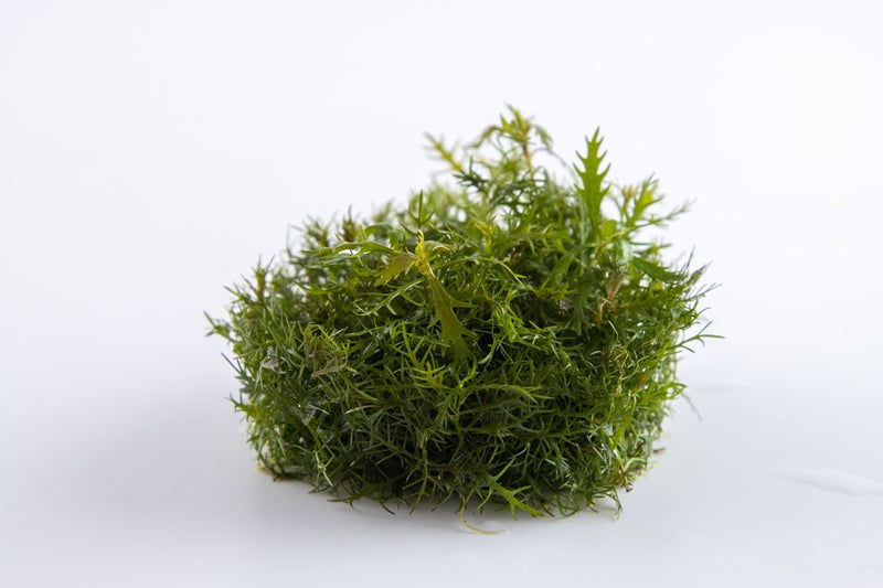 Tropica Proserpinaca Palustris 'Cuba' - 1-2-Grow!