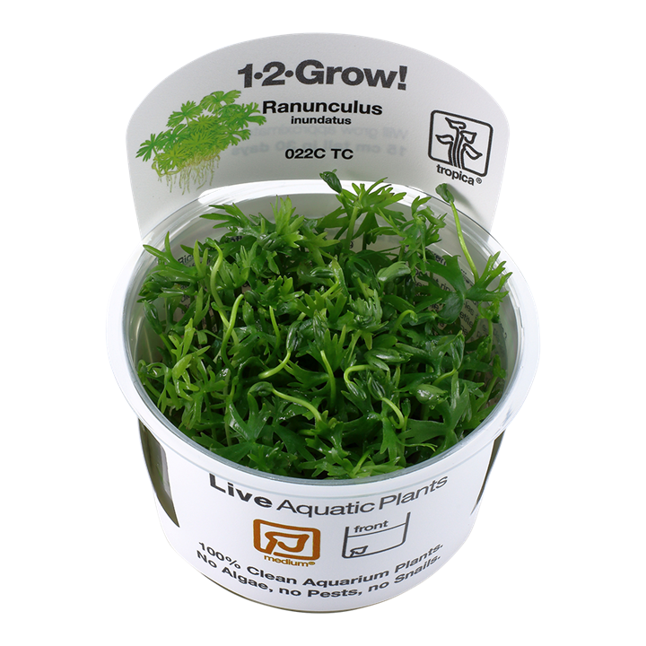 Tropica Ranunculus Inundatus - 1-2-Grow!