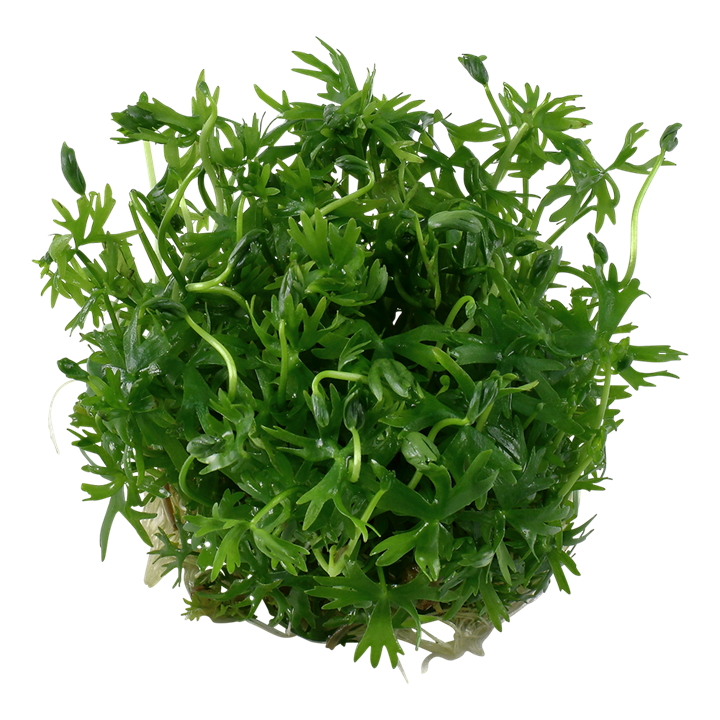 Tropica Ranunculus Inundatus - 1-2-Grow!