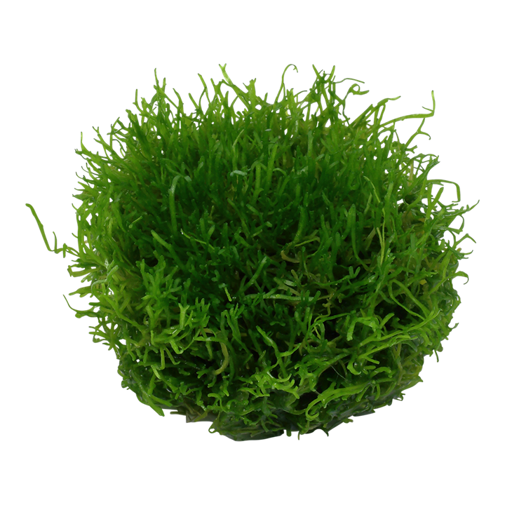 Tropica Riccia Fluitans - 1-2-Grow!
