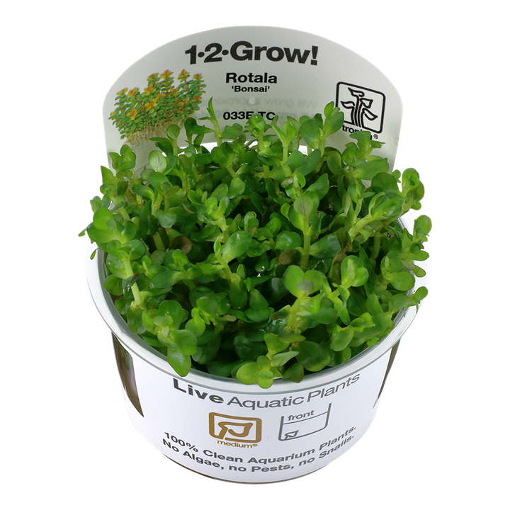 Tropica Rotala Indica 'Bonsai' - 1-2-Grow!