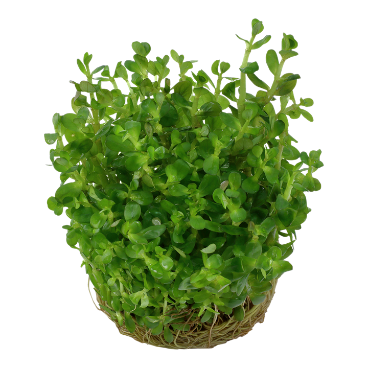 Tropica Rotala Indica 'Bonsai' - 1-2-Grow!