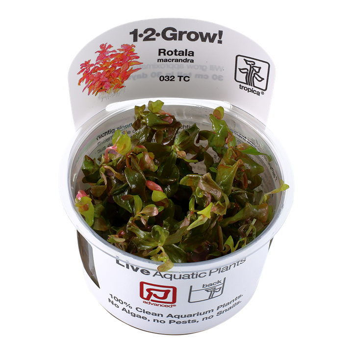 Tropica Rotala Macrandra - 1-2-Grow!