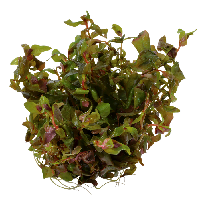 Tropica Rotala Macrandra - 1-2-Grow!