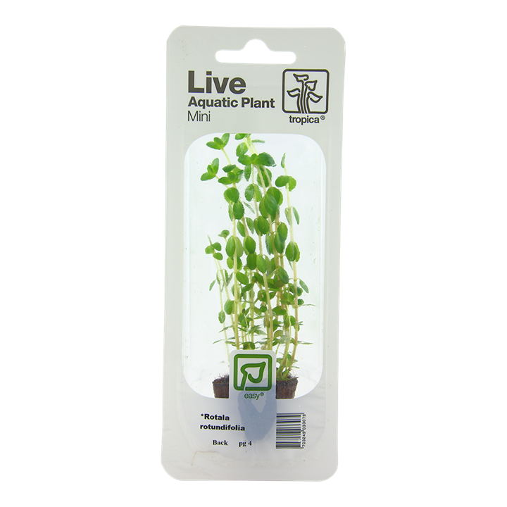 Tropica Rotala Rotundifolia - Mini Pot