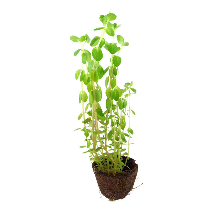 Tropica Rotala Rotundifolia - Mini Pot