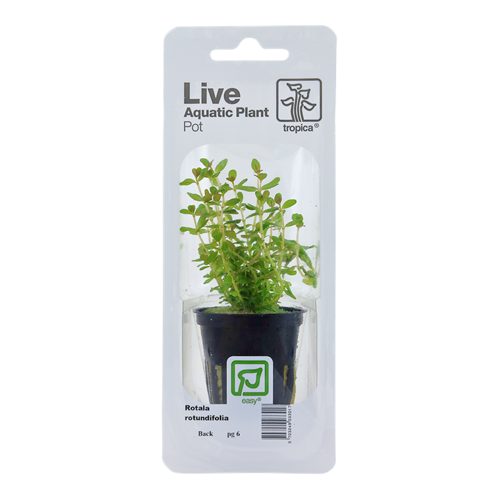 Tropica Rotala Rotundifolia - Standard Pot