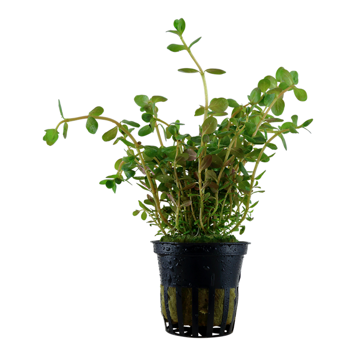 Tropica Rotala Rotundifolia - Standard Pot