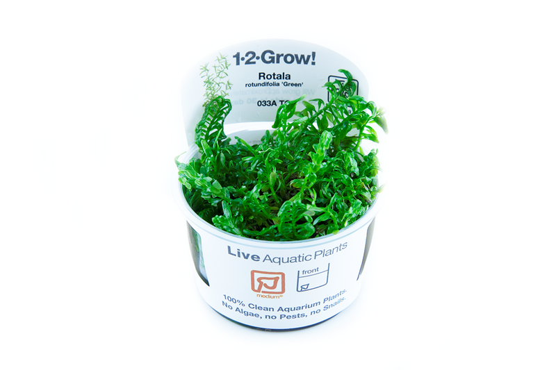 Tropica Rotala Rotundifolia 'Green' - 1-2-Grow!