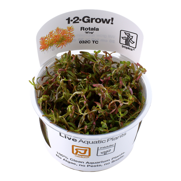 Tropica Rotala Rotundifolia 'H'ra' - 1-2-Grow!