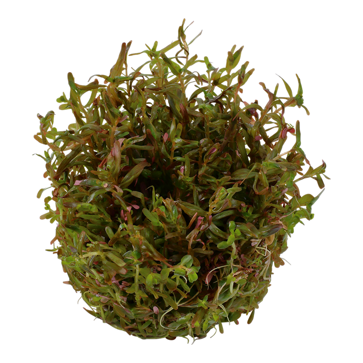 Tropica Rotala Rotundifolia 'H'ra' - 1-2-Grow!