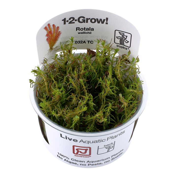 Tropica Rotala Wallichii - 1-2-Grow!