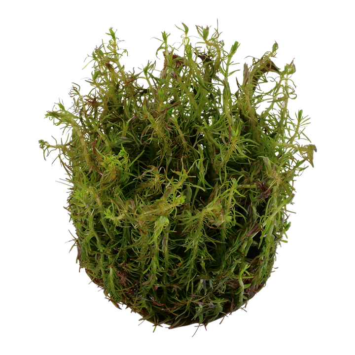 Tropica Rotala Wallichii - 1-2-Grow!