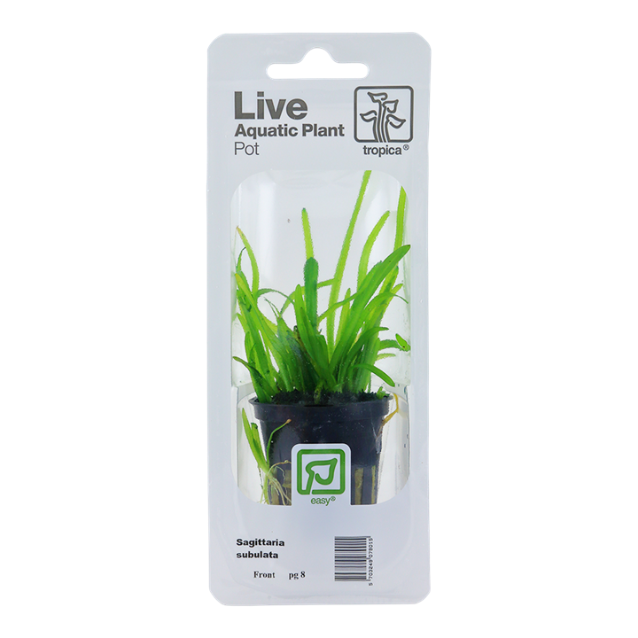 Tropica Sagittaria Subulata - Standard Pot