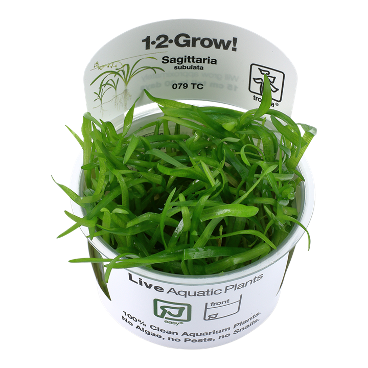 Tropica Sagittaria Subulata - 1-2-Grow!