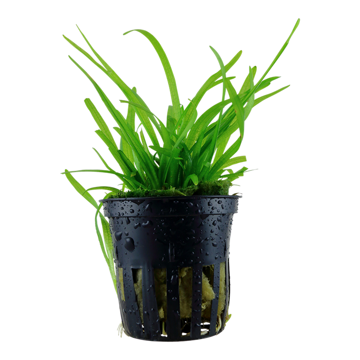 Tropica Sagittaria Subulata - Standard Pot