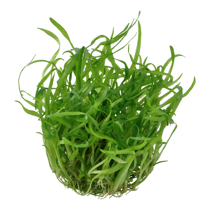 Tropica Sagittaria Subulata - 1-2-Grow!