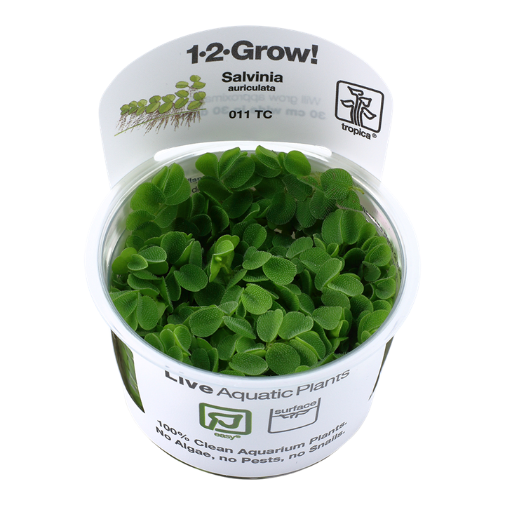 Tropica Salvinia Auriculata - 1-2-Grow!