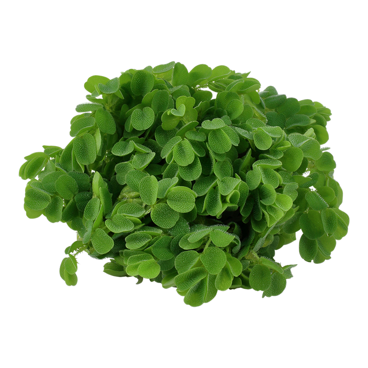 Tropica Salvinia Auriculata - 1-2-Grow!