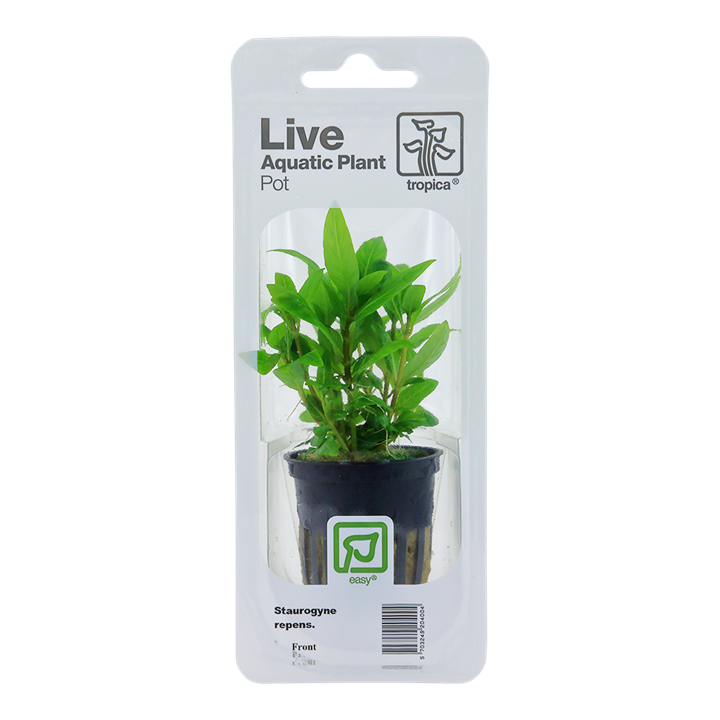Tropica Staurogyne Repens - Standard Pot