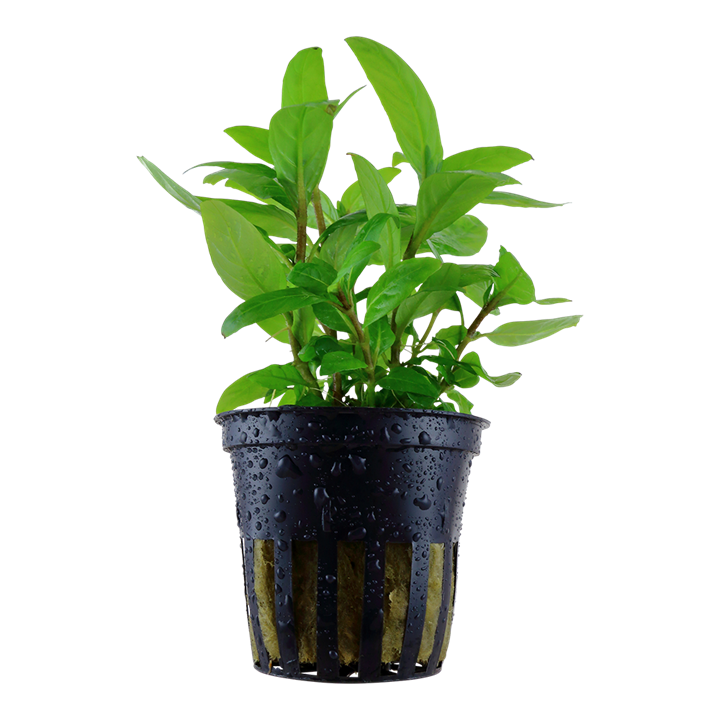 Tropica Staurogyne Repens - Standard Pot