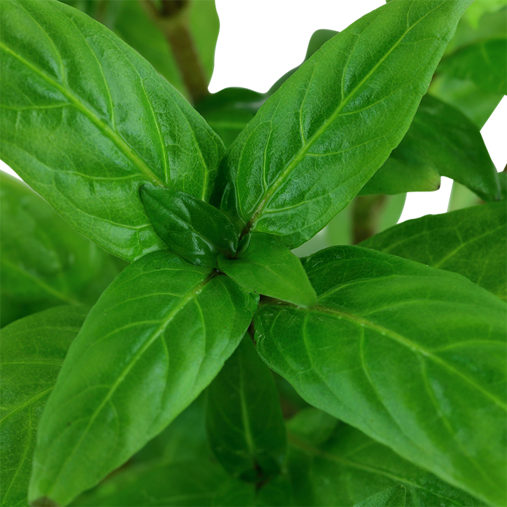 Tropica Staurogyne Repens - 1-2-Grow!