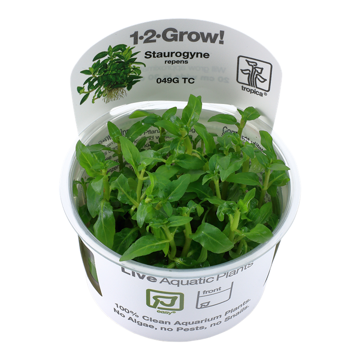 Tropica Staurogyne Repens - 1-2-Grow!