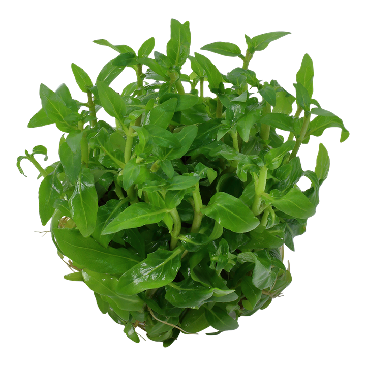 Tropica Staurogyne Repens - 1-2-Grow!
