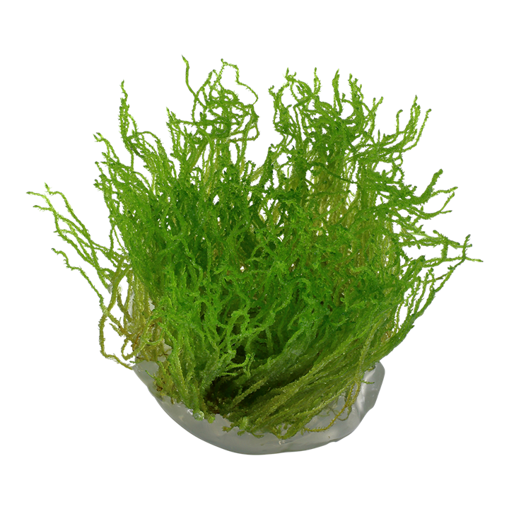 Tropica Taxiphyllum 'Flame' - 1-2-Grow!