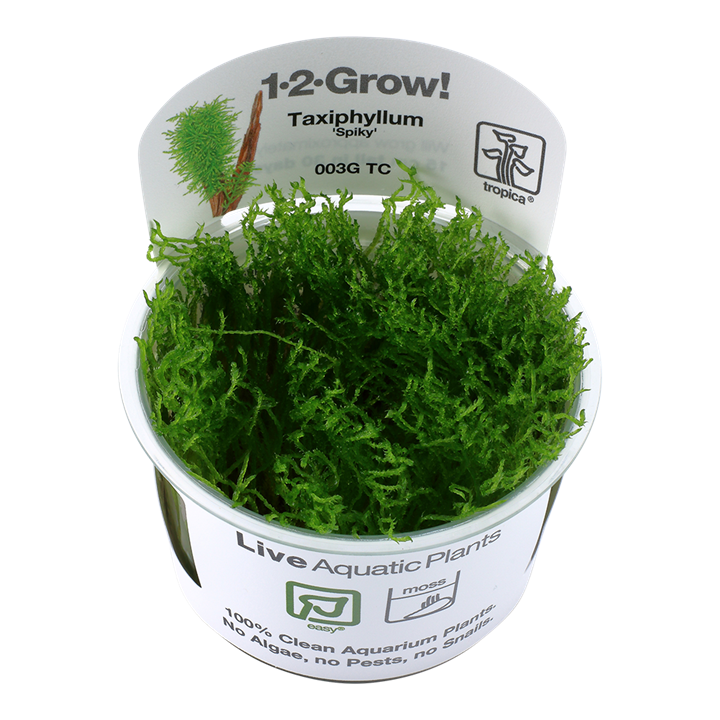 Tropica Taxiphyllum 'Spiky' - 1-2-Grow!