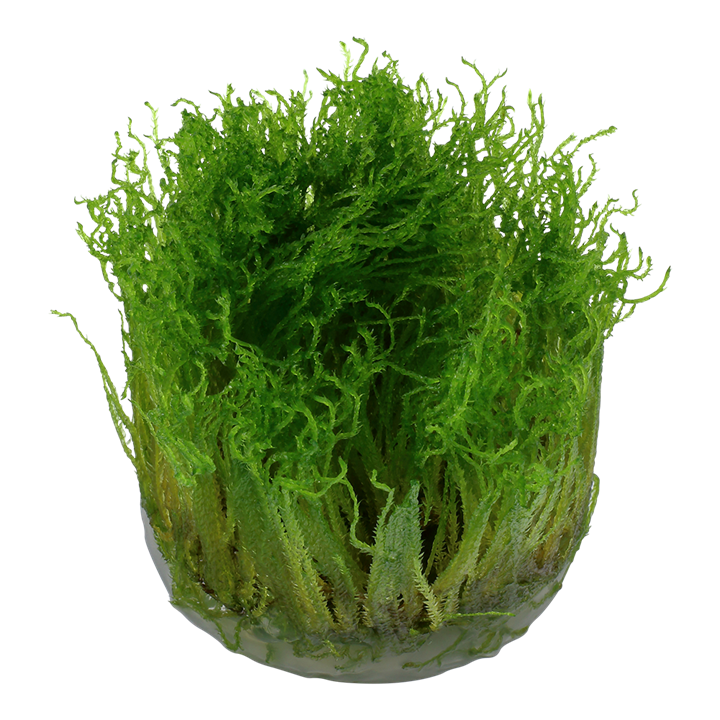 Tropica Taxiphyllum 'Spiky' - 1-2-Grow!