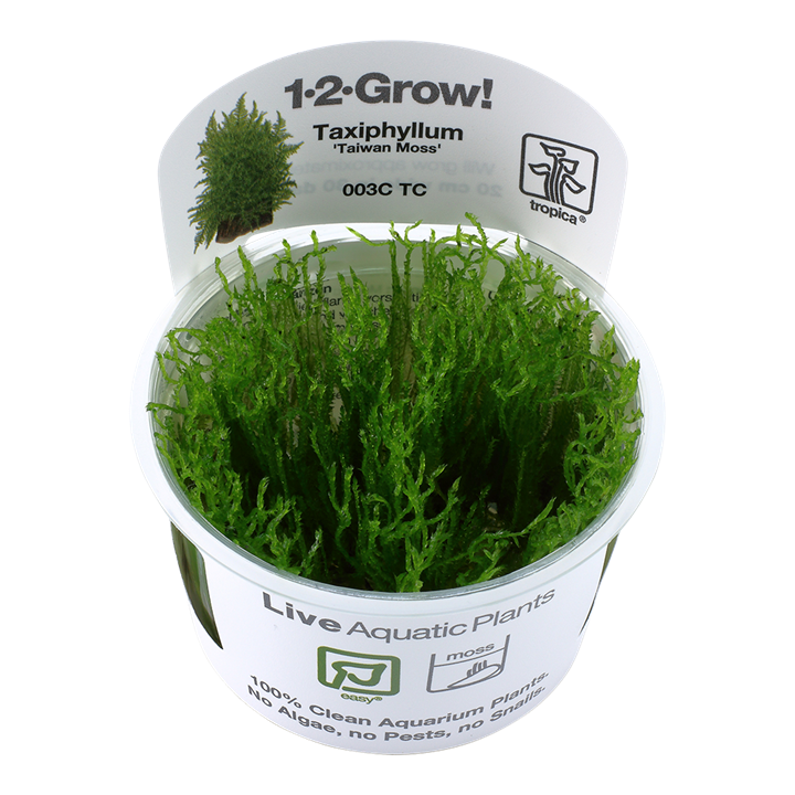 Tropica Taxiphyllum Alternans 'Taiwan' - 1-2-Grow!