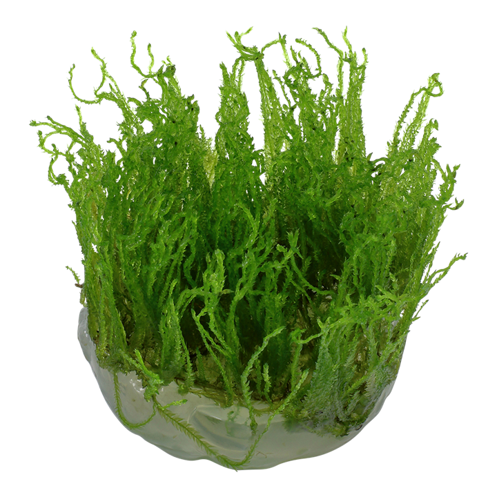 Tropica Taxiphyllum Alternans 'Taiwan' - 1-2-Grow!