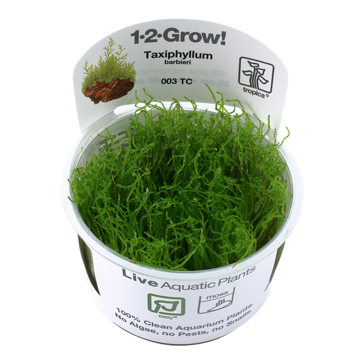 Tropica Taxiphyllum Barbieri - 1-2-Grow!