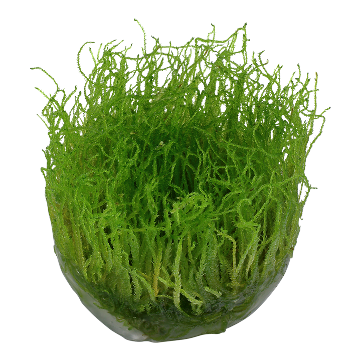 Tropica Taxiphyllum Barbieri - 1-2-Grow!