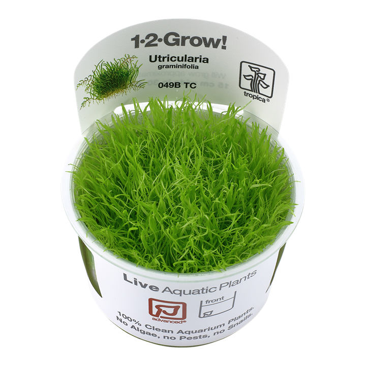 Tropica Utricularia Graminifolia - 1-2-Grow!