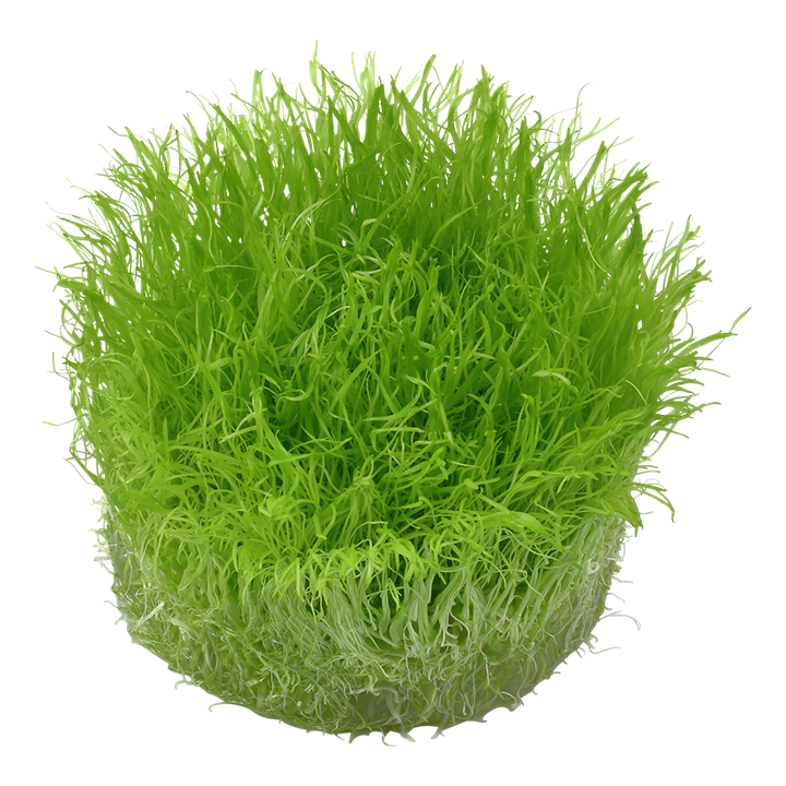 Tropica Utricularia Graminifolia - 1-2-Grow!