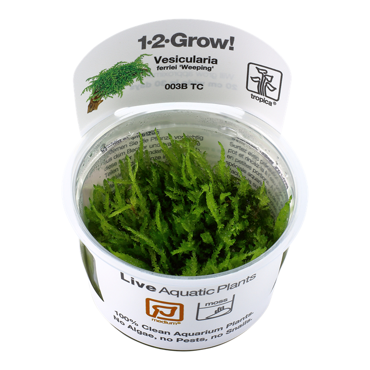 Tropica Vesicularia Ferriei 'Weeping' - 1-2-Grow!