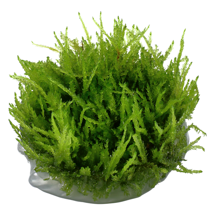Tropica Vesicularia Ferriei 'Weeping' - 1-2-Grow!