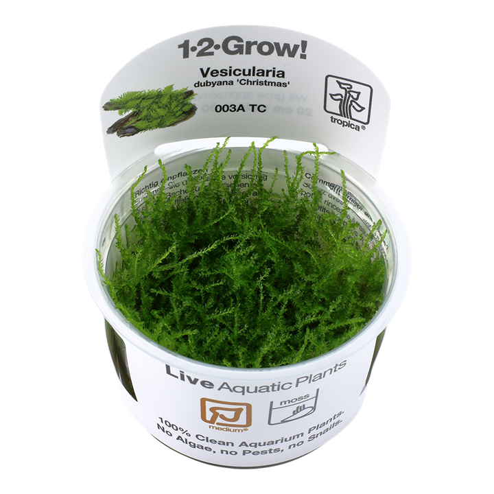 Tropica Vesicularia Montagnei 'Christmas' - 1-2-Grow!