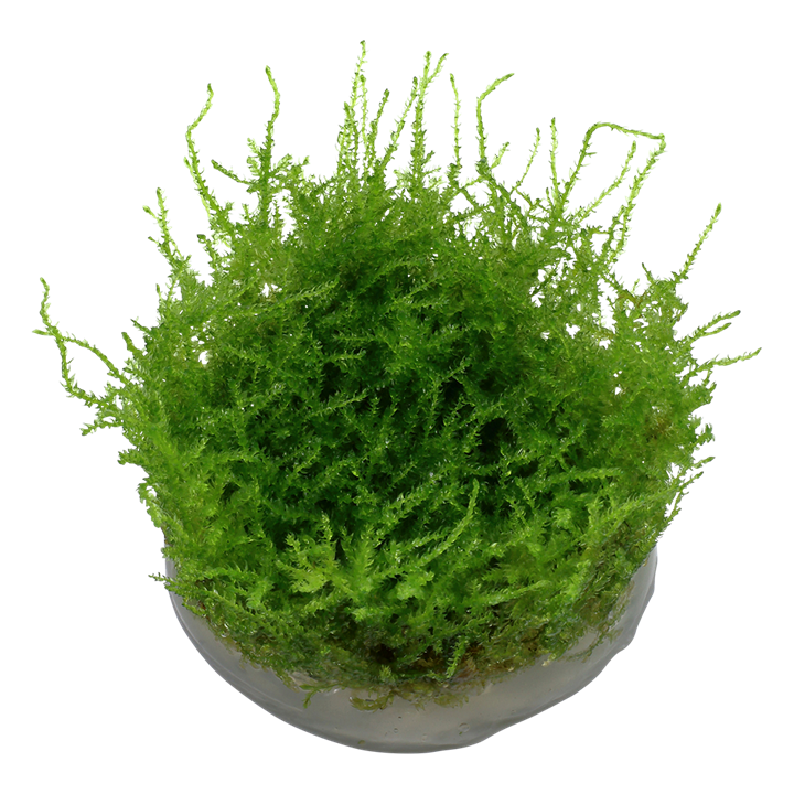 Tropica Vesicularia Montagnei 'Christmas' - 1-2-Grow!