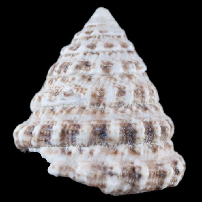 Turban Snails (4 Pack)