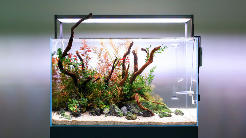 Twinstar LED Light III SA 600