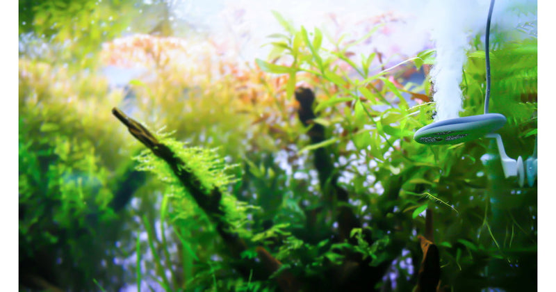 Twinstar Nano Algae Inhibitor