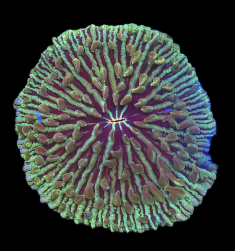 Ultra Plate Fungia
