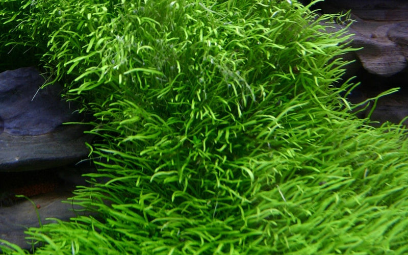 Tropica Utricularia Graminifolia - 1-2-Grow!